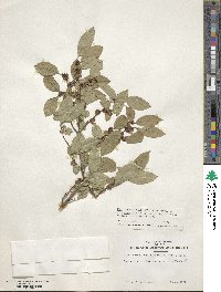 Ilex serrata image