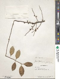 Ilex serrata image