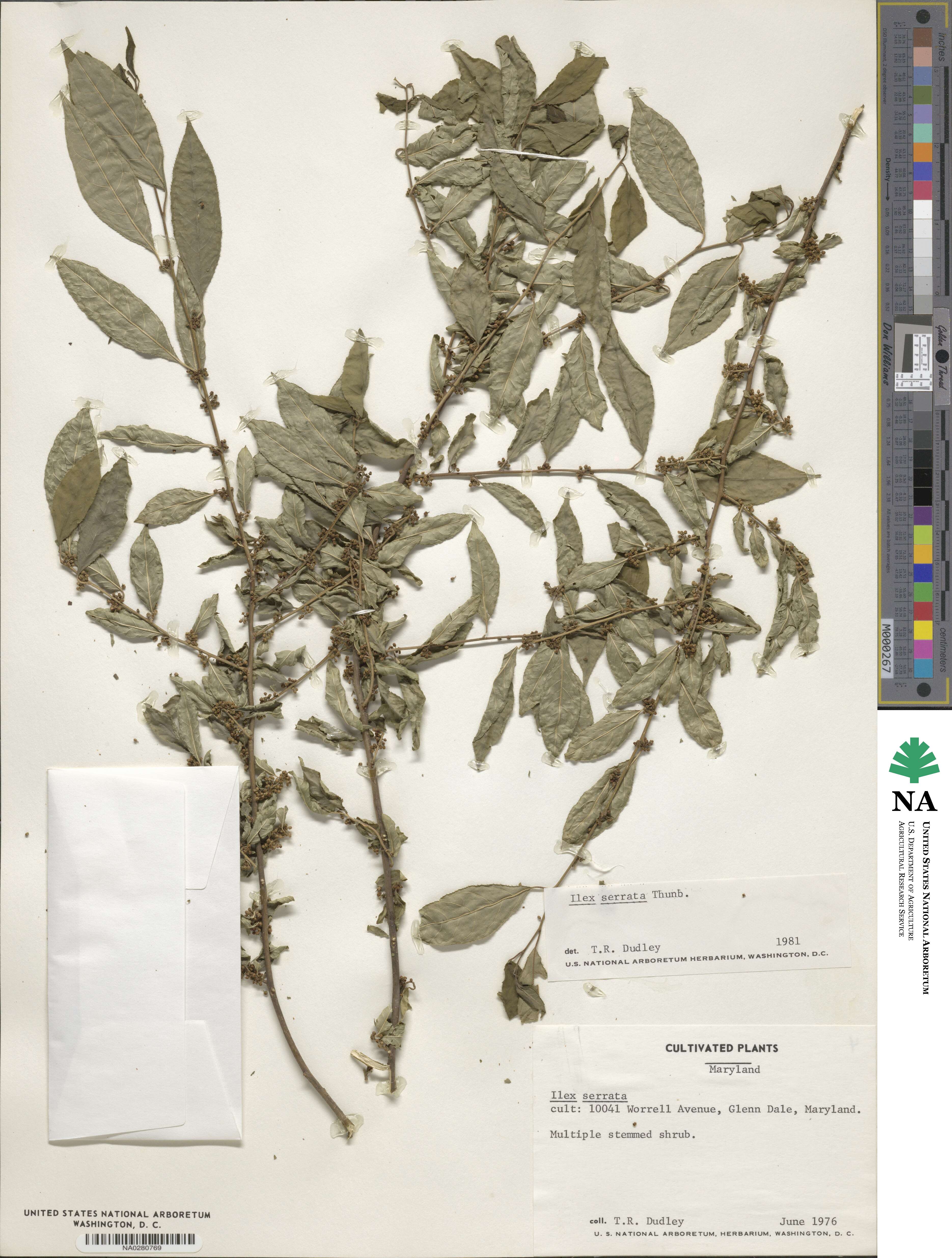 Ilex serrata image
