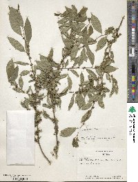 Ilex serrata image