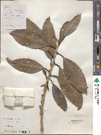 Ilex sikkimensis image