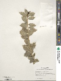 Ilex aquifolium image