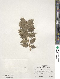 Ilex aquifolium image