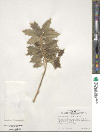 Ilex aquifolium image