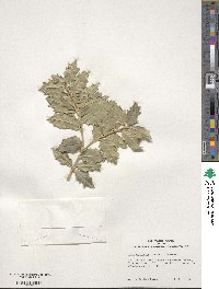 Ilex aquifolium image