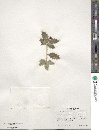 Ilex aquifolium image