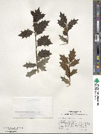 Ilex aquifolium image