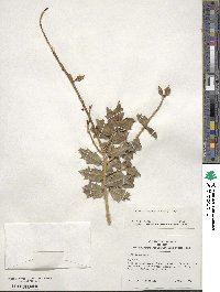 Ilex aquifolium image