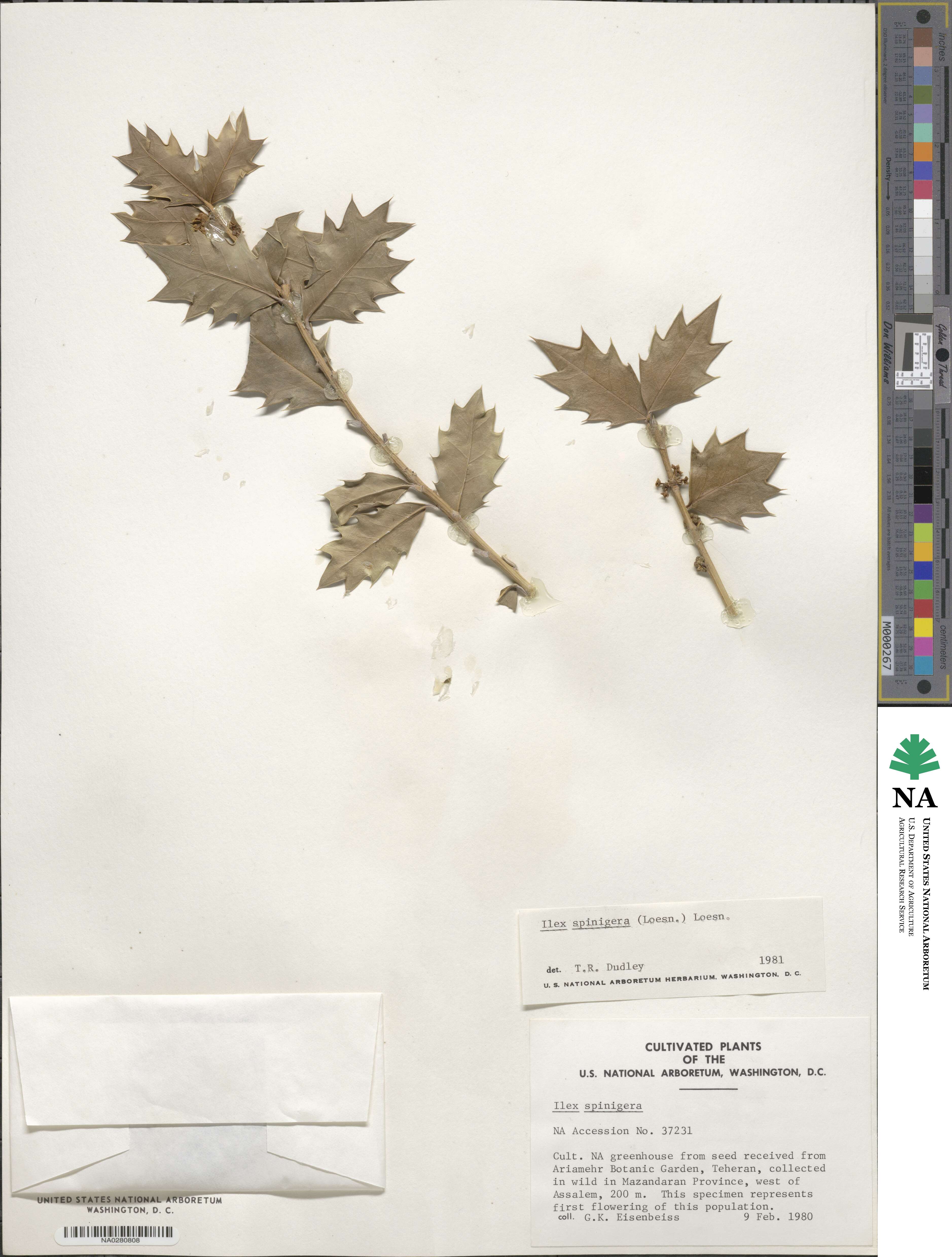 Ilex aquifolium image