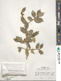 Ilex aquifolium image