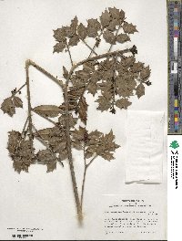 Ilex aquifolium image