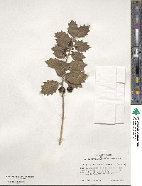 Ilex aquifolium image