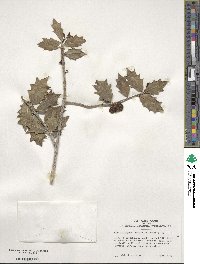 Ilex aquifolium image