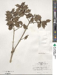 Ilex aquifolium image