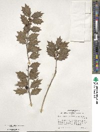 Ilex aquifolium image