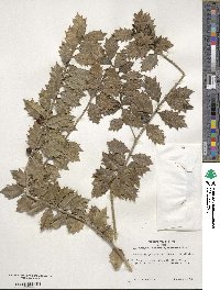 Ilex aquifolium image