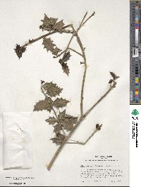 Ilex aquifolium image