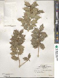 Ilex aquifolium image