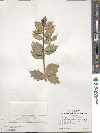 Ilex aquifolium image