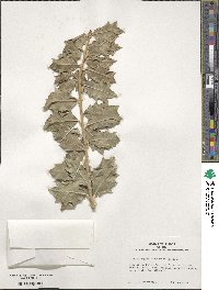 Ilex aquifolium image