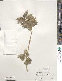 Ilex aquifolium image