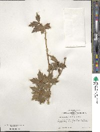 Ilex aquifolium image