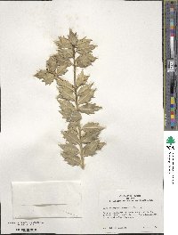 Ilex aquifolium image