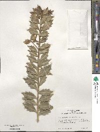 Ilex aquifolium image