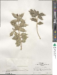 Ilex aquifolium image