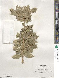 Ilex aquifolium image