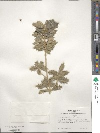 Ilex aquifolium image