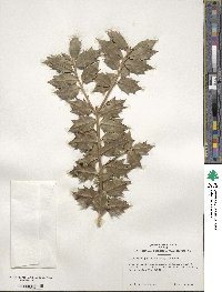 Ilex aquifolium image