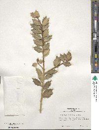 Ilex aquifolium image