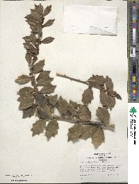 Ilex aquifolium image