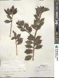 Ilex aquifolium image