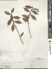 Ilex aquifolium image