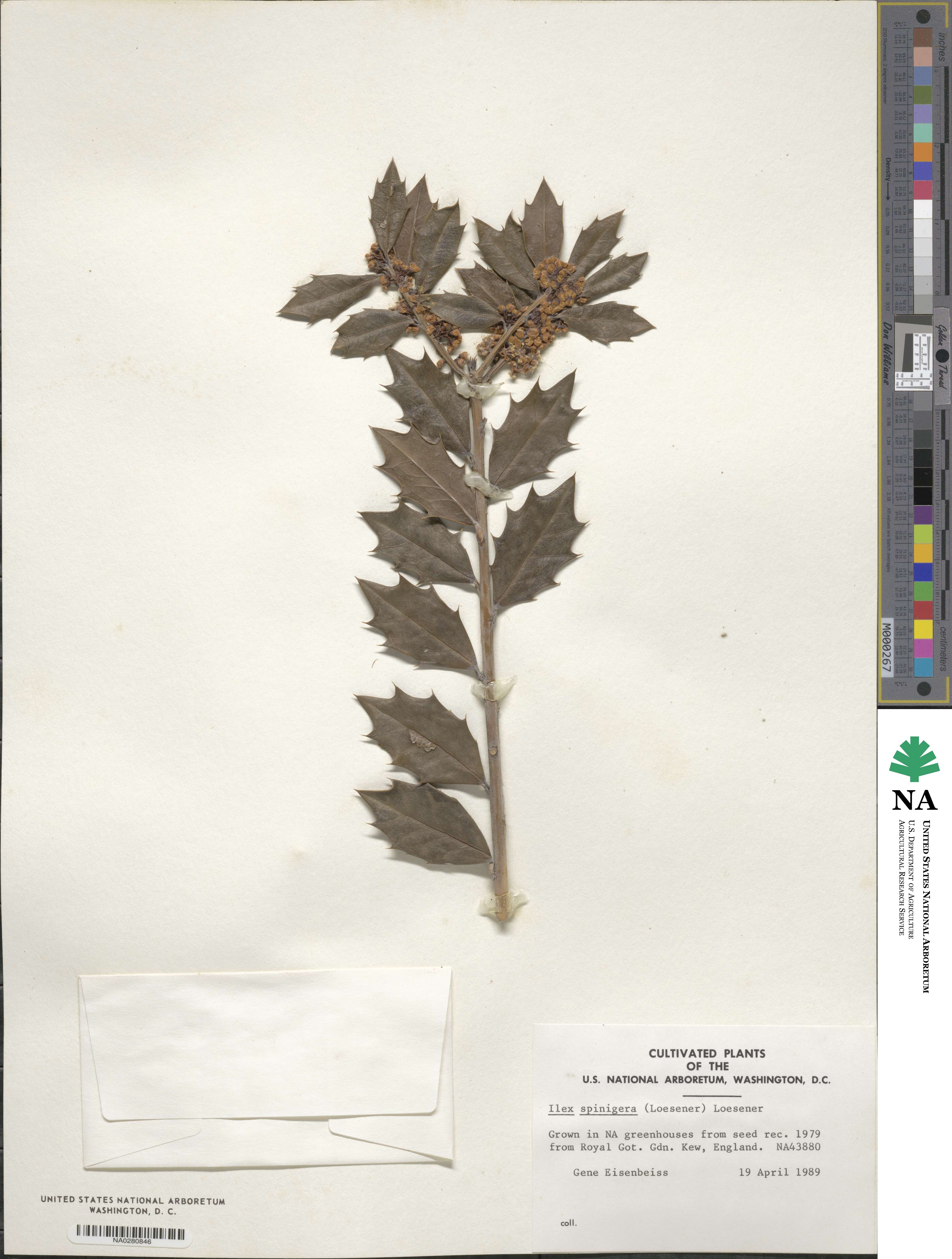 Ilex aquifolium image