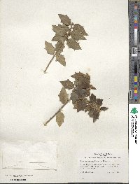 Ilex aquifolium image