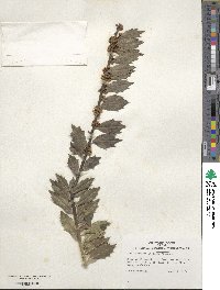 Ilex aquifolium image