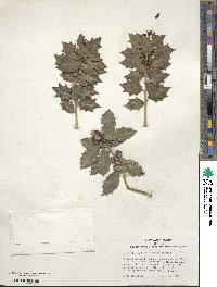 Ilex aquifolium image