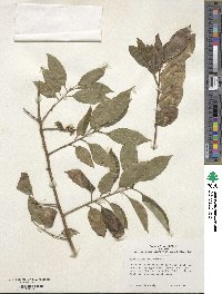 Ilex suaveolens image