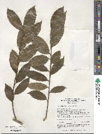 Ilex suaveolens image