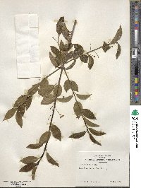 Ilex sugerokii image