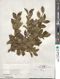 Ilex sugerokii image