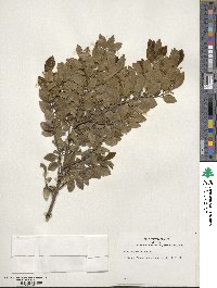 Ilex sugerokii image