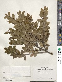 Ilex sugerokii image