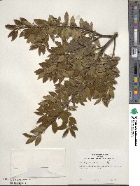 Ilex sugerokii image