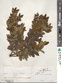 Ilex sugerokii image