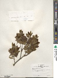 Ilex sugerokii image