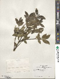 Ilex sugerokii image